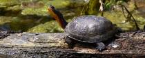 Photo for Helping Ontarians Protect Species at Risk - 2012